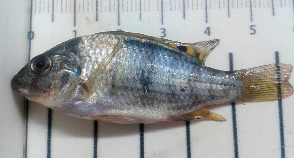 Tilapia Zilli